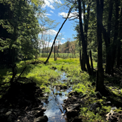 Photograph of Woods